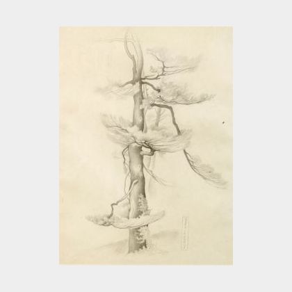 Vera Andrus (American, 1895-1979) Tree Study