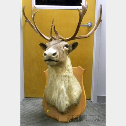 Large Taxidermy Caribou Head Mount