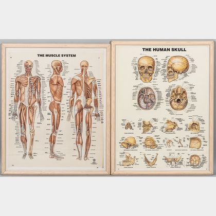 Two Original Hand-painted Anatomical & Visual Aids with Overlays