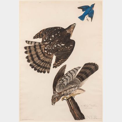 Audubon, John James (1785-1851) Stanley Hawk , Plate 36 [from] Birds of America.
