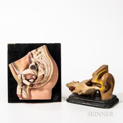 Two 20th Century Anatomical Models