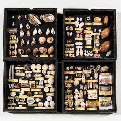 Four Shadow or Display Boxes of Shells