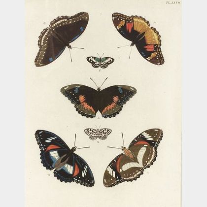 Eight Framed Hand Colored Engravings of Butterflies