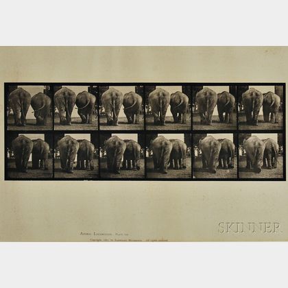 Eadweard Muybridge (British, 1830-1904) Four Plates from ANIMAL LOCOMOTION