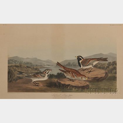 Audubon, John James (1785-1851) Lapland Long-spur