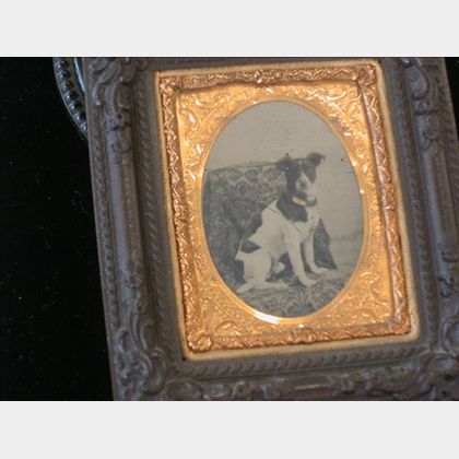 Ambrotype Portrait of a Dog
