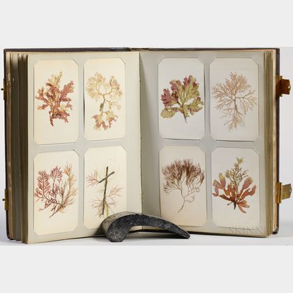 Seaweed and Botanical Samples Album, c. 1864.