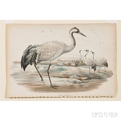 Gould, John (1804-1881) Grus Cinera [The Common Crane].
