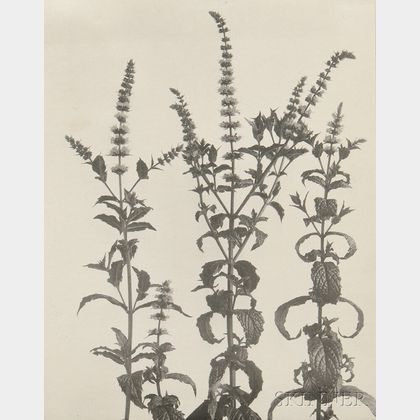 Edwin Hale Lincoln (American, 1848-1938) Two Wildflower Studies: Habenaria Hookeriana. Hooker's Orchis