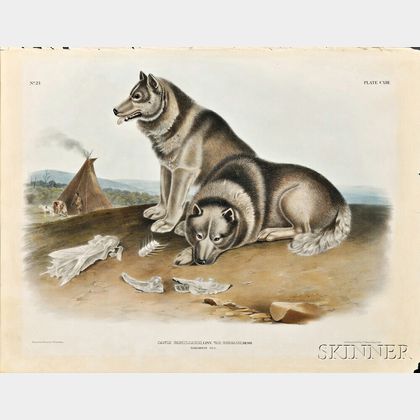 Audubon, John James (1785-1851) Esquimaux Dog , Plate CXIII.
