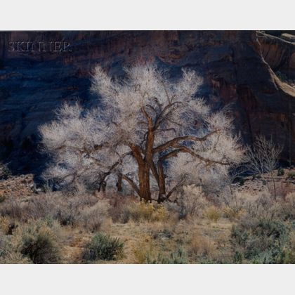 Christopher Burkett (American, b. 1951) Cottonwood and Light, Utah