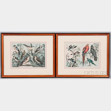 British School, 19th/20th Century Four Framed Ornithological Prints