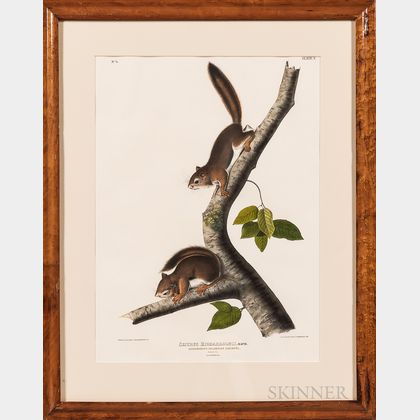 John James Audubon (1785-1851) Richardsons Columbian Squirrel