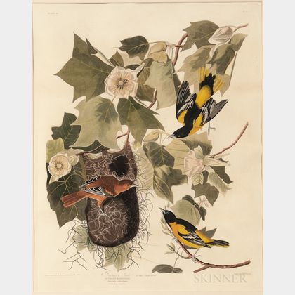 Audubon, John James (1785-1851) Baltimore Oriole , Plate 12.