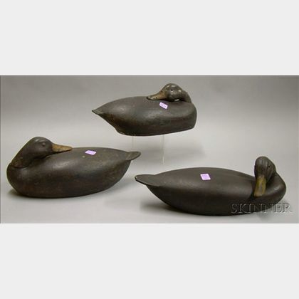 Three Carved and Painted Wooden Preening Duck Decoys