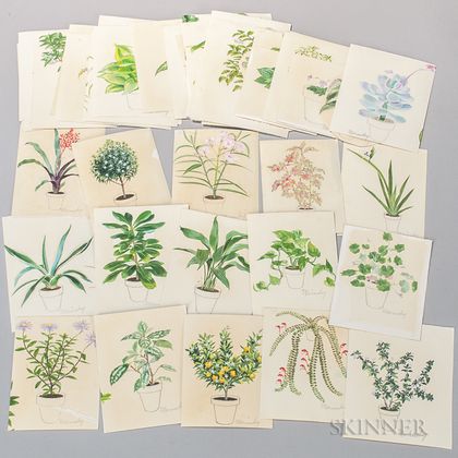 Marinsky, Harry (1909-2008) Fifty-four Original Watercolors of Plants [from] The Womans Day Book of House Plants, by Jean Hersey, c. 1 
