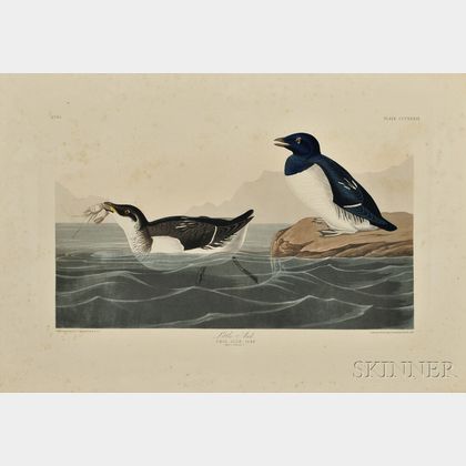 Audubon, John James (1785-1851) Three Prints: Little Auk, Shore Lark, [and] Arvicola.