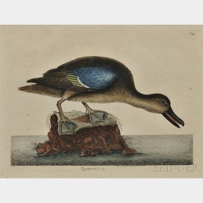 Catesby, Mark (1683-1749) Two Bird Prints.