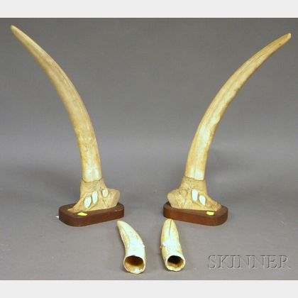Two Pairs of Tusks
