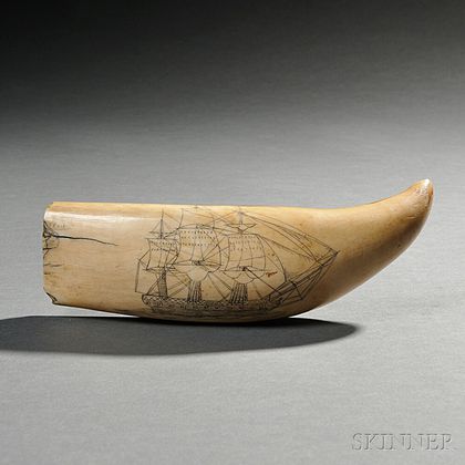 Large Scrimshaw Whale's Tooth