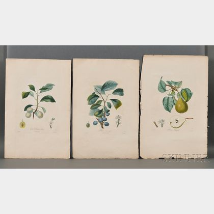 Poiteau, Pierre Antoine (1766-1854) Eight Plates of Tree Fruits.
