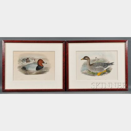J. Gould & H.C. Richter, delineator and lithographer (American, 19th Century) Four Hand-colored Lithographs of Wild Fowl: SOMATERIA MOL