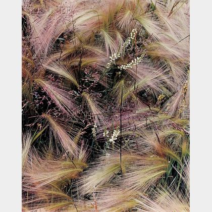 Eliot Porter (American, 1901-1990) Foxtail Grass, Lake City, Colorado, August, 1957.