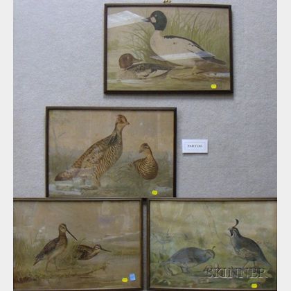 Lot of Ten Framed Chromolithographs of Sporting Birds after Alexander Pope