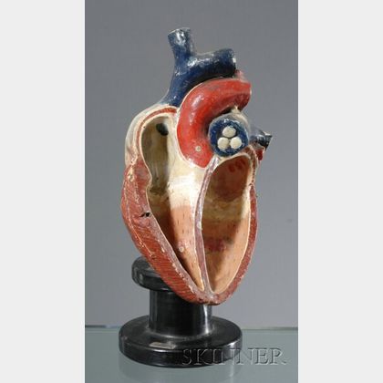 Plaster Anatomical Model of the Heart