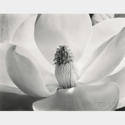 Imogen Cunningham (American, 1883-1976) Magnolia Blossom