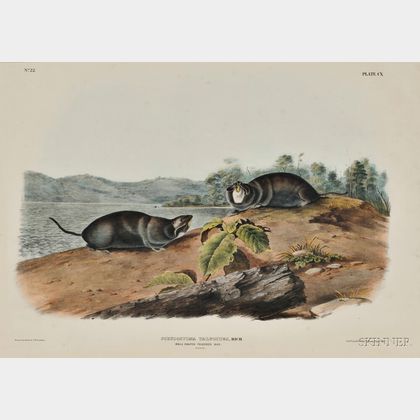 Audubon, John James (1785-1851) Mole-shaped Pouched Rat, Plate CX.