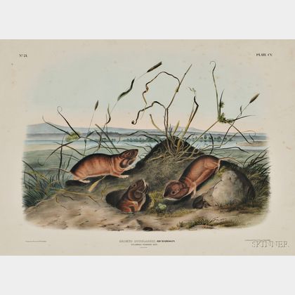 Audubon, John James (1785-1851) Columbia Pouched Rat, Plate CV.