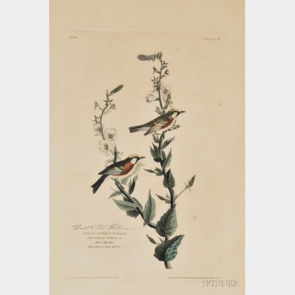 Audubon, John James (1785-1851) Chestnut-sided Warbler, Plate 59.