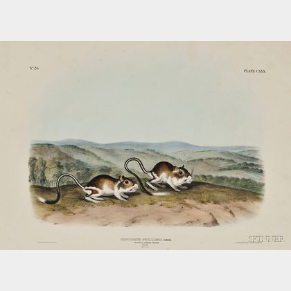 Audubon, John James (1785-1851) Pouched Jerboa Mouse, Plate CXXX.