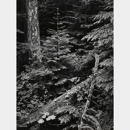 Ansel Adams (American, 1902-1984) Forest, Early Morning, Mount Rainier Park, Washington