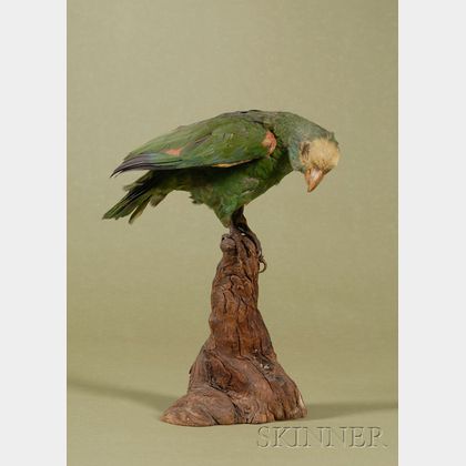 Taxidermied Model of a Green Parrot