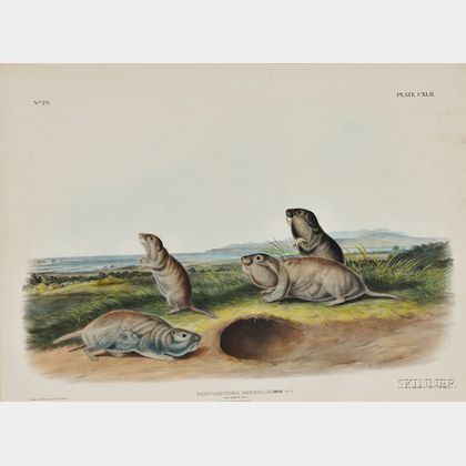 Audubon, John James (1785-1851) The Camas Rat, Plate CXLII.