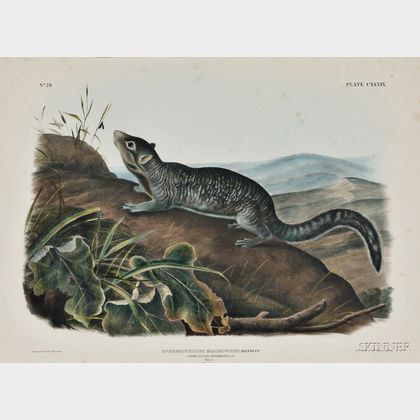 Audubon, John James (1785-1851) Large-Tailed Spermophile, Plate CXXXIX.