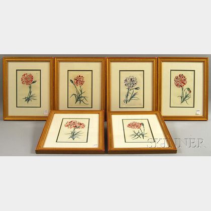 Six Hand-colored Engraved Book Illustrations of Carnations