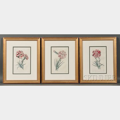 Three Hand-colored Engraved Book Illustrations of Carnations