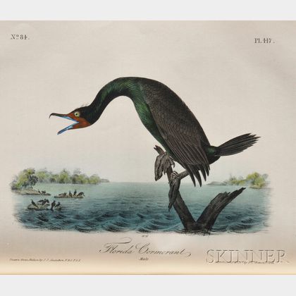 Audubon, John James (1785-1851) Birds of America 1840