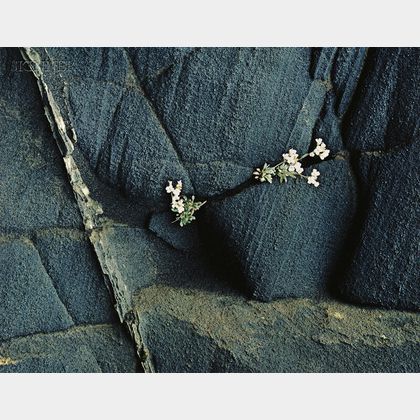 Eliot Porter (American, 1901-1990) White Flowers in Black Ash Cliff Breidhidalur
