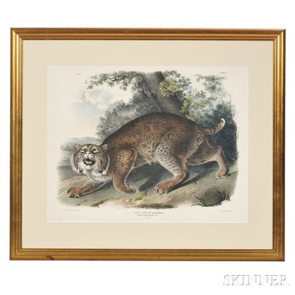 Audubon, John James (1785-1851) Common American Wild Cat, Plate I.