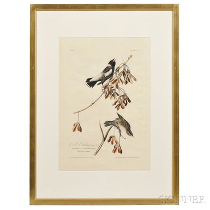 Audubon, John James (1785-1851) Rice Bunting, Plate 54.