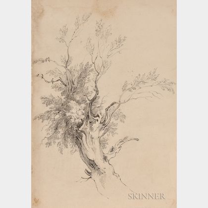 British School, 18th/19th Century Study of a Tree