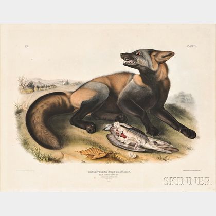 Audubon, John James (1785-1851) American Cross Fox, Plate VI.