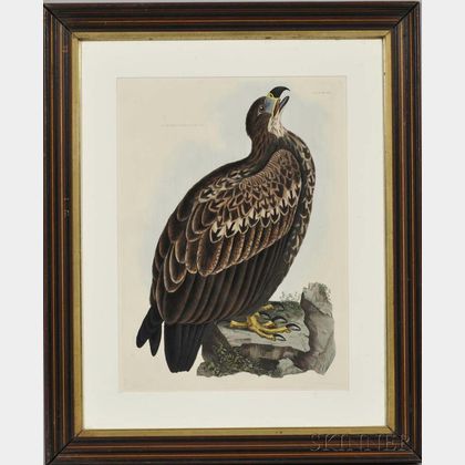 Selby, Prideaux John (1788-1867) Cinerous Eagle, Young. [from] Illustrations of British Ornithology. Edinburgh, 1819-1834. Hand-colored