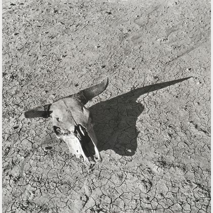 Arthur Rothstein (American, 1915-1985) The Bleached Skull of a Steer, South Dakota Badlands
