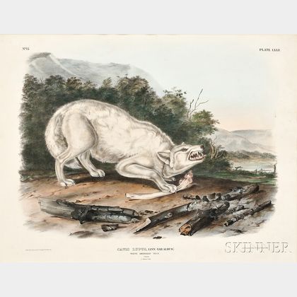 Audubon, John James (1785-1851) White American Wolf, Plate LXXII.