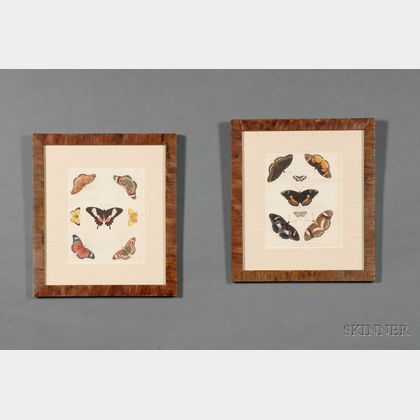 Group of Eight French Hand-colored Engravings of Butterflies